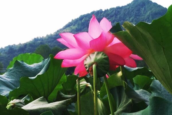 荷花的種植及其注意事項(xiàng),種子的處理非常關(guān)鍵