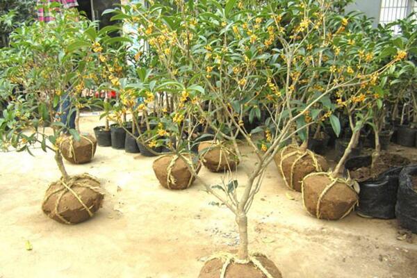 桂花樹苗怎么移栽,5步即可完成樹苗的移栽