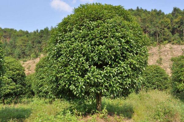 桂花樹苗怎么移栽,5步即可完成樹苗的移栽