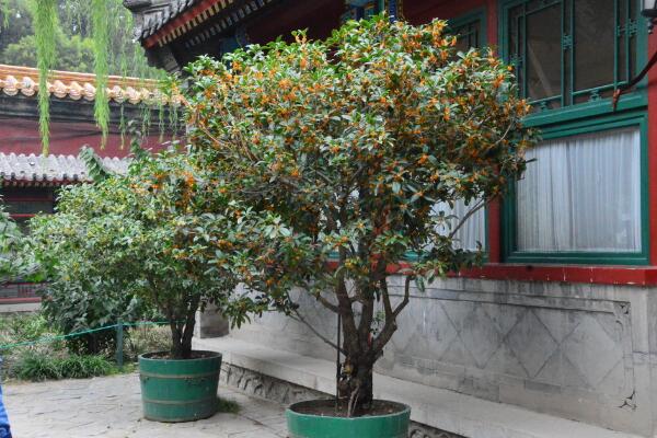 桂花樹苗怎么移栽,5步即可完成樹苗的移栽