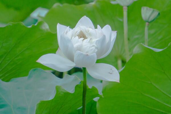 荷花一般什么時候開,最早5月就能綻放
