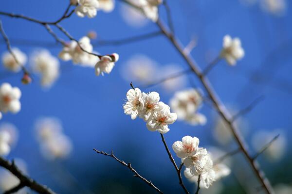 櫻花修剪季節(jié),櫻花的修剪在夏秋季節(jié)