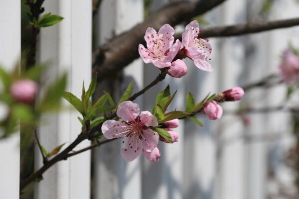 櫻花樹怎么養,5步即可養好櫻花樹