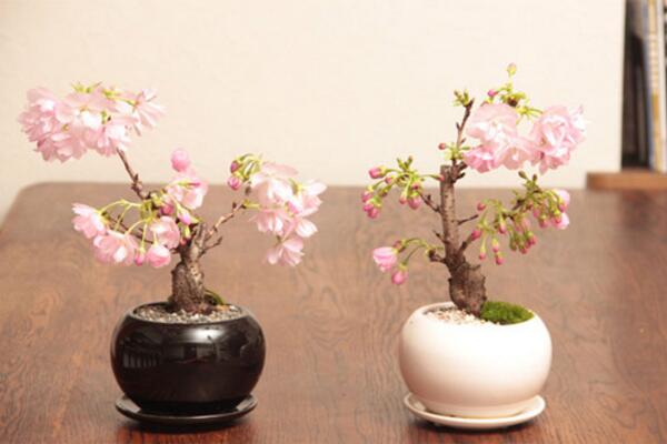 櫻花一般什么時(shí)候開(kāi),每年的三月中旬到四月下旬