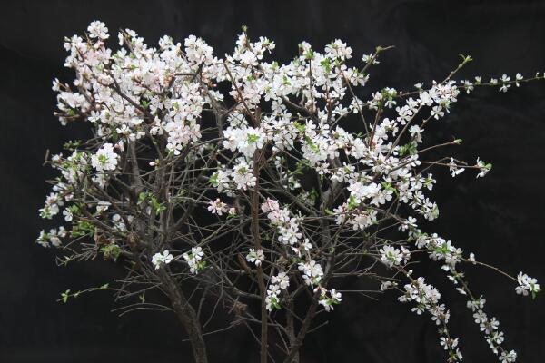 櫻花一般什么時(shí)候開(kāi),每年的三月中旬到四月下旬
