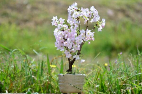 櫻花一般什么時(shí)候開(kāi),每年的三月中旬到四月下旬