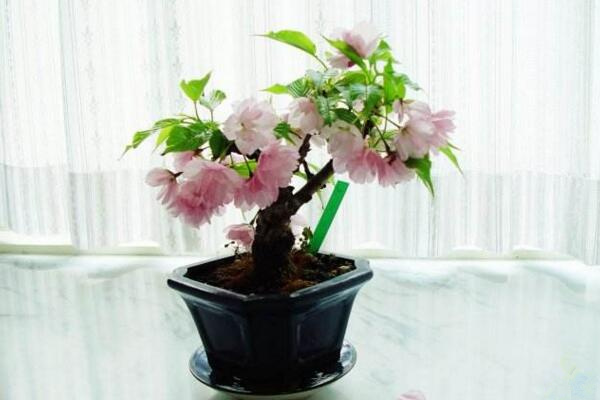 櫻花盆栽種植方法,每年的3-4月種植成活率最高