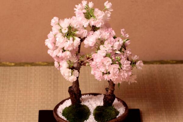 櫻花盆栽種植方法,每年的3-4月種植成活率最高
