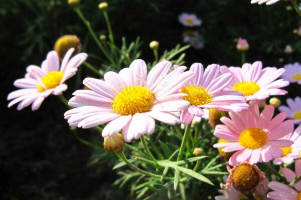 盆栽菊花怎樣過冬,修剪過后搬入室內養護