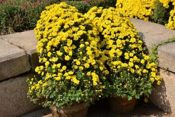 盆栽菊花怎樣過冬,修剪過后搬入室內養護