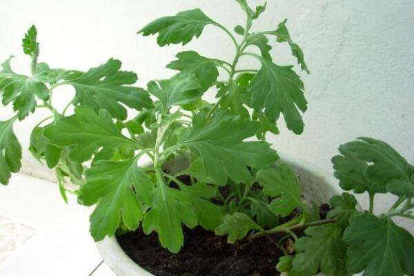 盆栽菊花怎樣過冬,修剪過后搬入室內養護