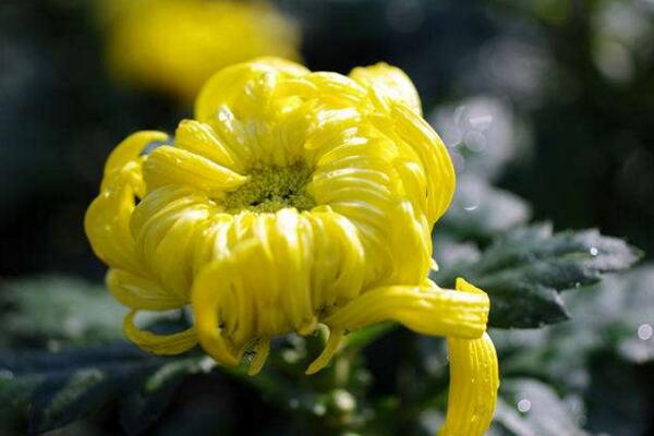 菊花有毒嗎,觸摸會導致皮膚瘙癢、腫脹