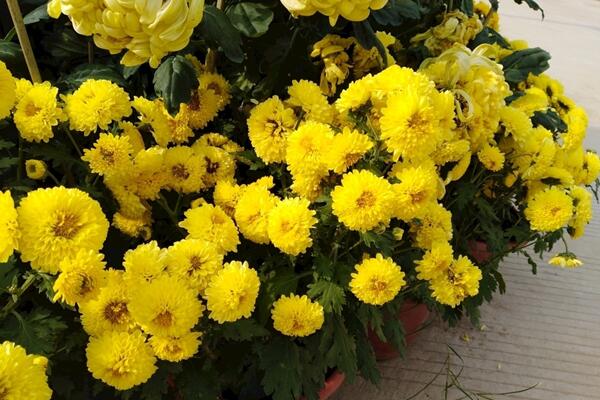 菊花怎么澆水,菊花四季澆水要點以及注意事項