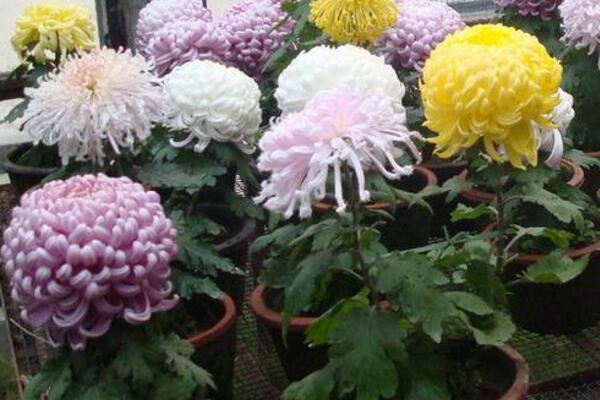 菊花怎么澆水,菊花四季澆水要點以及注意事項