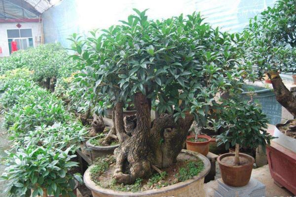 盆栽桂花移栽后管理方法,讓植株盡快適應是關鍵
