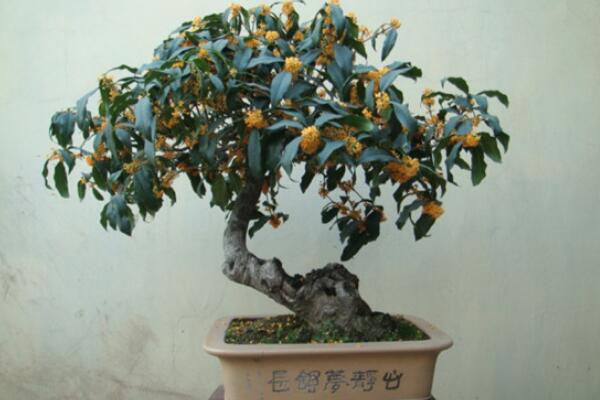 盆栽桂花冬天如何管理,保溫措施是最關(guān)鍵的一步