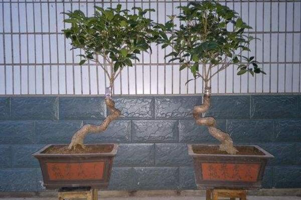 桂花什么時候換盆最好,建議在每年的2~3月進行