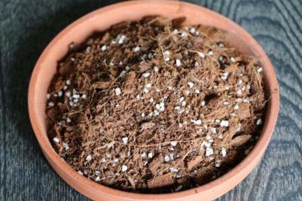 桂花什么時候換盆最好,建議在每年的2~3月進行