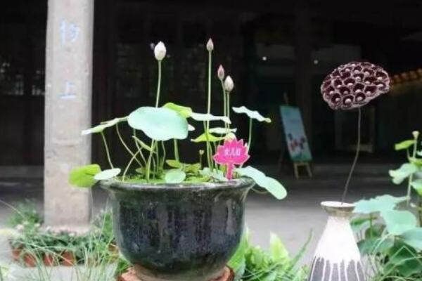 室內養殖荷花方法,養好荷花需牢記以下5點