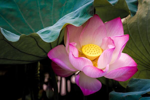 室內養殖荷花方法,養好荷花需牢記以下5點