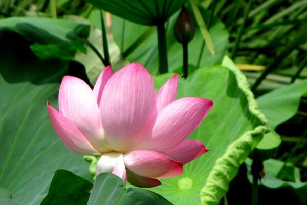 荷花老葉子能摘掉嗎,只有在秋季蓮藕成熟后才能摘去