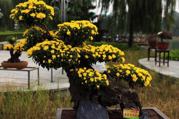 菊花怎么催花,保證養分充足并加強光照
