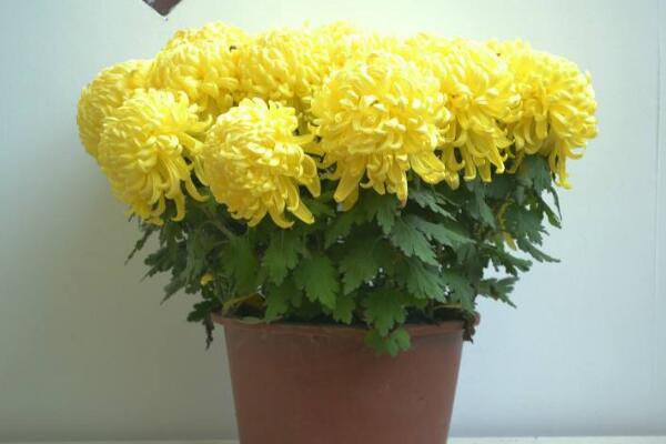 室內(nèi)適合養(yǎng)菊花嗎,可以養(yǎng)殖但要注意花頭有毒