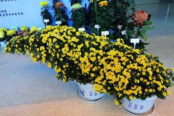 室內(nèi)適合養(yǎng)菊花嗎,可以養(yǎng)殖但要注意花頭有毒