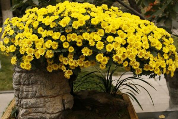 室內(nèi)適合養(yǎng)菊花嗎,可以養(yǎng)殖但要注意花頭有毒