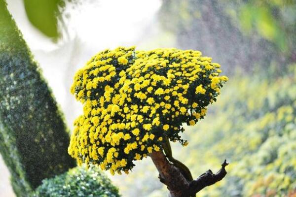 菊花如何防病蟲害,加強(qiáng)通風(fēng)夏季噴灑藥物