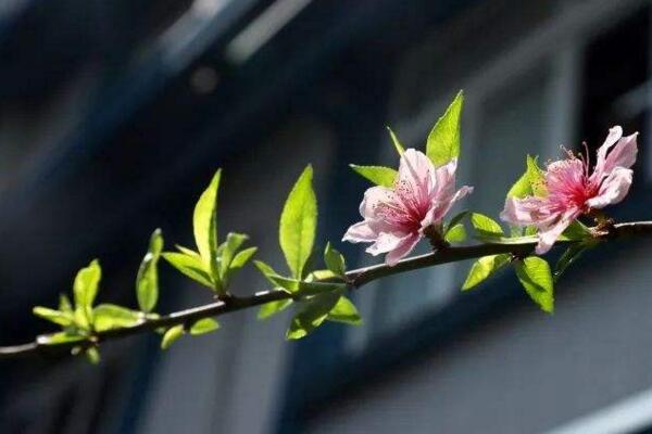 桃花葉子發(fā)黃怎么回事,以下4種原因都會導致桃花葉子發(fā)黃