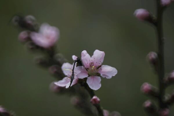 桃花什么時(shí)候開(kāi),每年的3~4月綻放