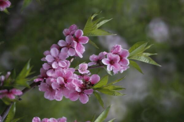 桃花什么時(shí)候開(kāi),每年的3~4月綻放