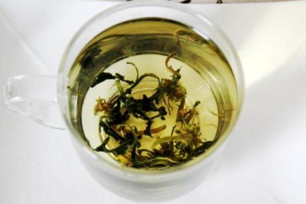 蒲公英泡水喝的禁忌,蒲公英泡水四大禁忌