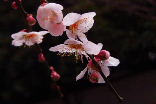 梅花怎么養(yǎng),梅花養(yǎng)殖5大要點(diǎn)