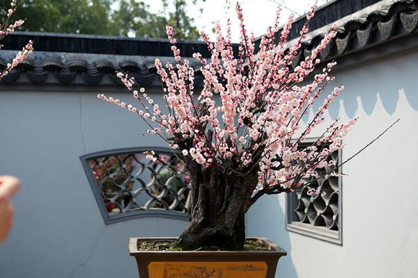 梅花怎么養(yǎng),梅花養(yǎng)殖5大要點(diǎn)