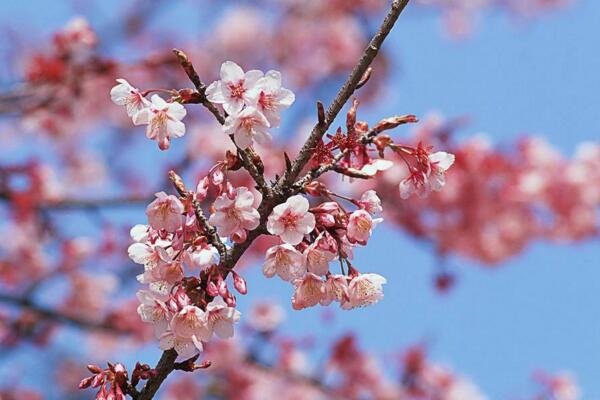桃花怎么施肥,桃花四季施肥要點(diǎn)