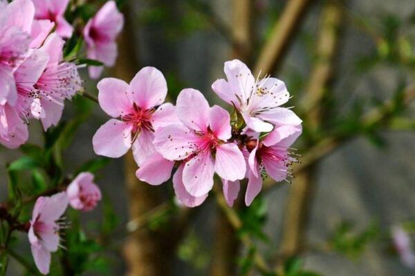 桃花怎么施肥,桃花四季施肥要點(diǎn)