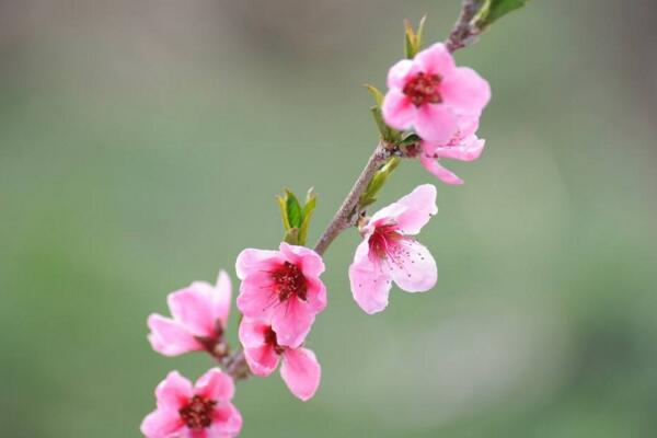 桃花怎么施肥,桃花四季施肥要點(diǎn)