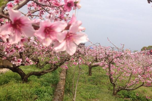 如何延長桃花花期,加強光照并保證養分