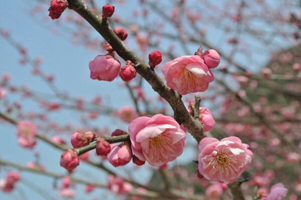 梅花葉子發黃怎么辦,分析原因并及時解決