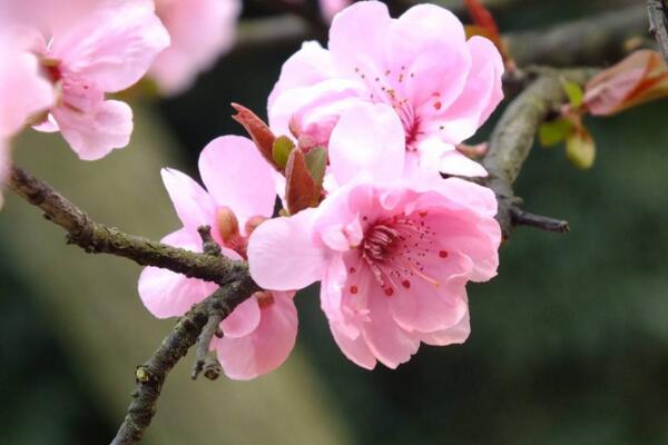 梅花葉子發黃怎么辦,分析原因并及時解決