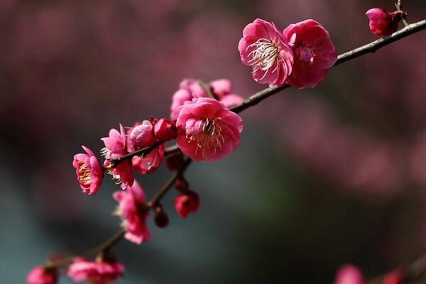 梅花好養嗎,梅花的養殖5大要點
