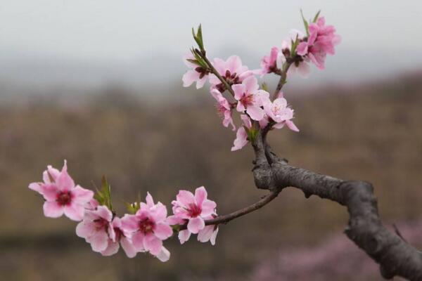 梅花好養嗎,梅花的養殖5大要點