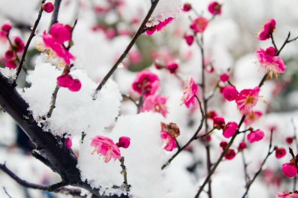 梅花根發(fā)霉能救活嗎,及時修剪并更換土壤