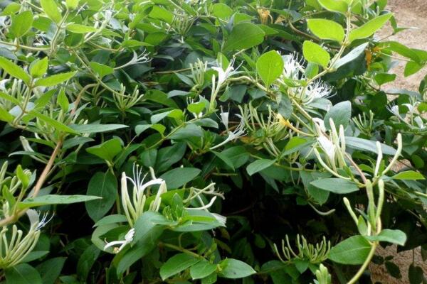 金銀花盆栽修剪圖解,4步即可完成金銀花的修剪