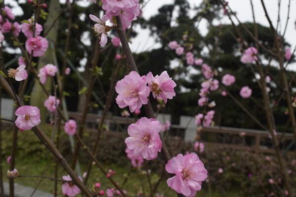 桃花種子怎么種,必須使用處理后的種子種植