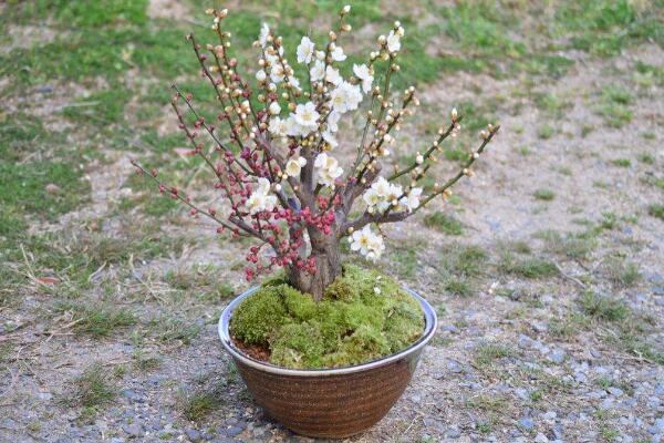 盆栽梅花的管理方法,梅花日常養護5大要點