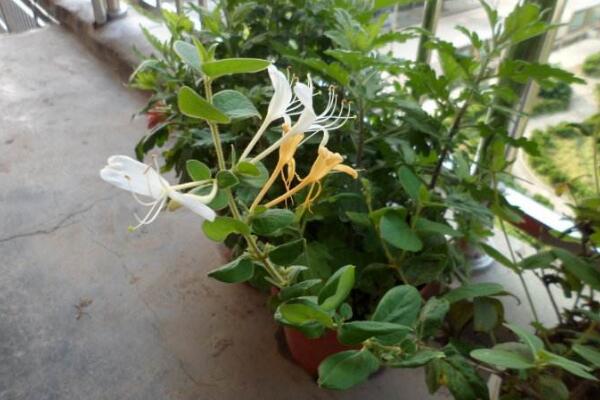 金銀花冬天怎么養,加強光照并減少肥水