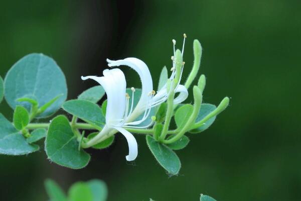 金銀花種植技術,春秋季節種植成活率最高